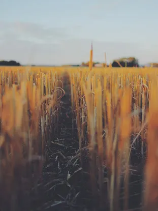 Little Grain
