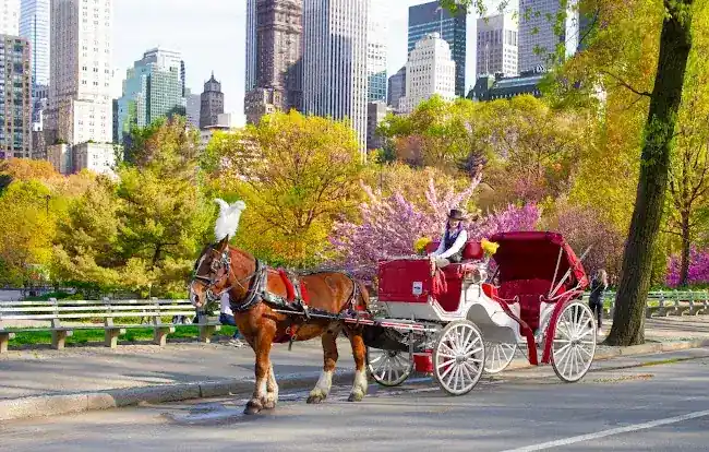 Little Red Carriage