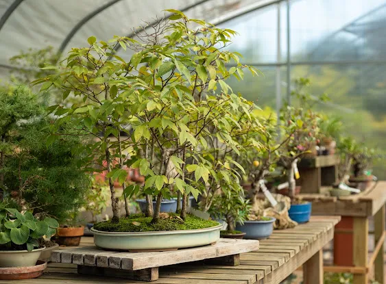 Long Island Bonsai Supply