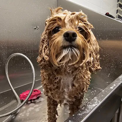 Lou-Lou Mobile Pet Grooming