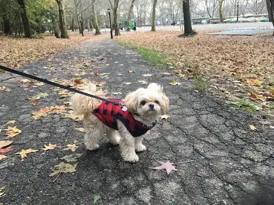 Love and Light Petcare