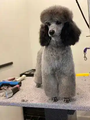Lucky Paws Pet Grooming