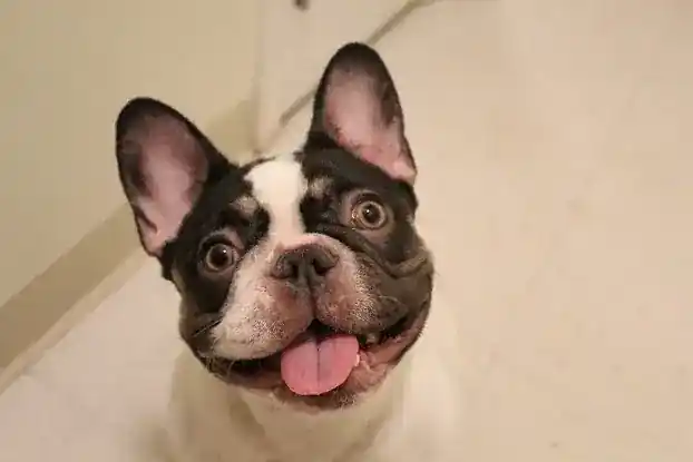 Lunasfrenchies
