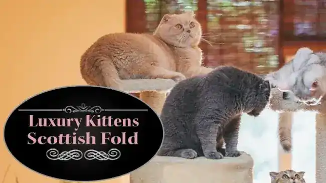 Luxury Kittens Scottish Fold