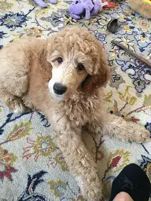 Magenta Bay Poodles
