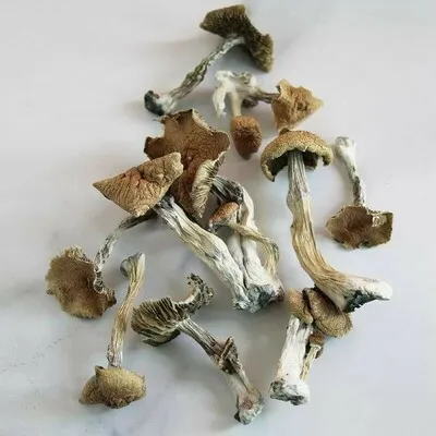 Magic Mushroom Shop Online