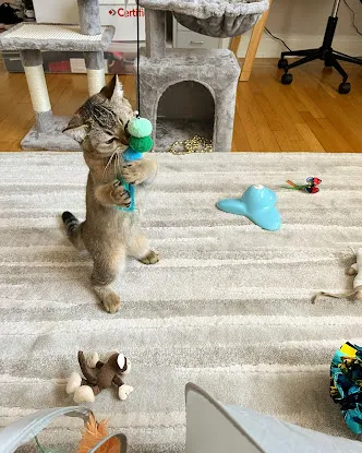 Magical Whiskers