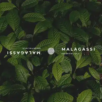 Malagassi Essential Oils Wholesaler