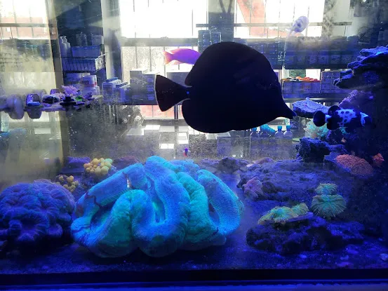 Manhattan Aquariums