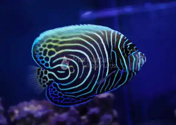Manhattan Aquariums LIC