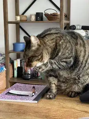 Manhattan Meow