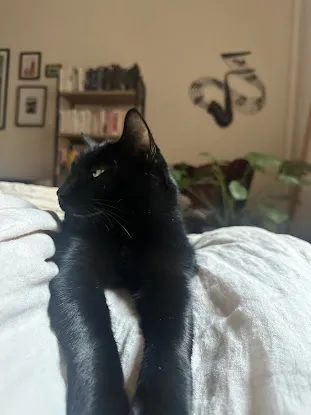 Manhattan Meow LLC