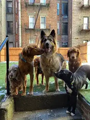 Manhattan Pawffice
