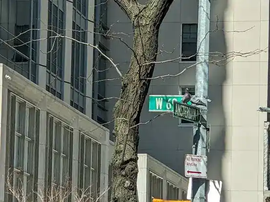 Manhattan Star Academy