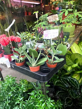 ManhattanFlorist.com