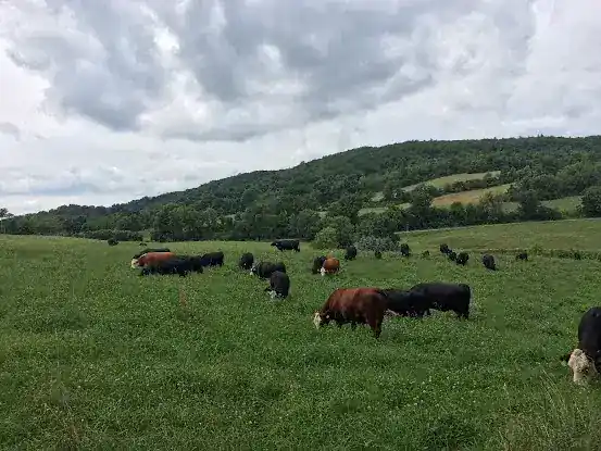 Marchaland Farms