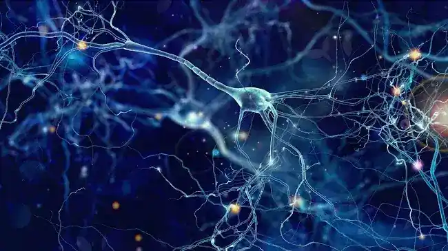 Maria Dolgovina MD, Neurologist