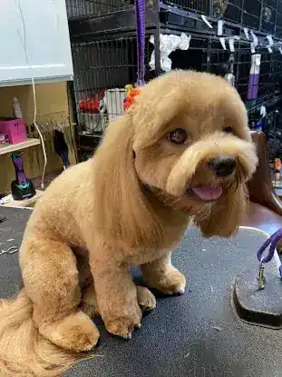 Maria's Pet Shop & Grooming