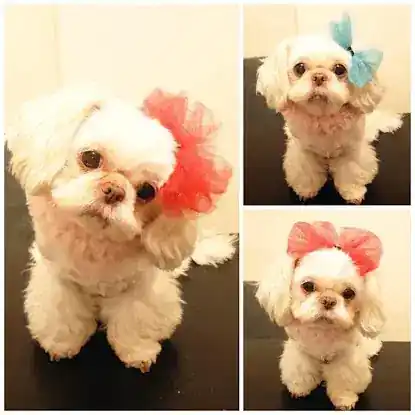 MARU Doggie Grooming