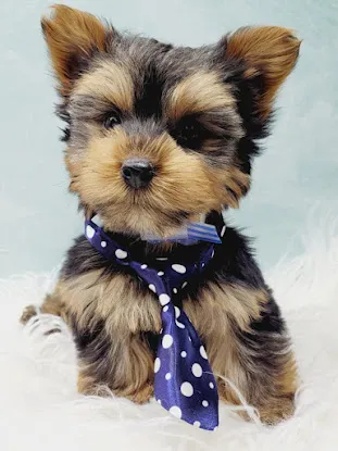 Maxine's Puppies