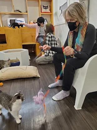Meow Parlour