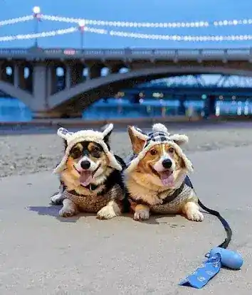 Metro Paws LLC