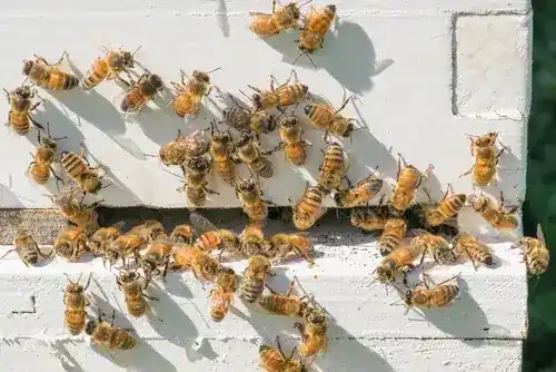 Metro Pest Control