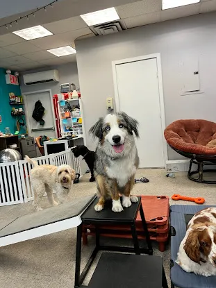 MindfulPups