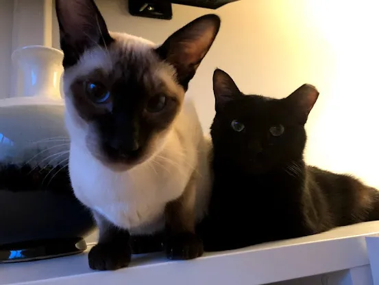 MixyPaws