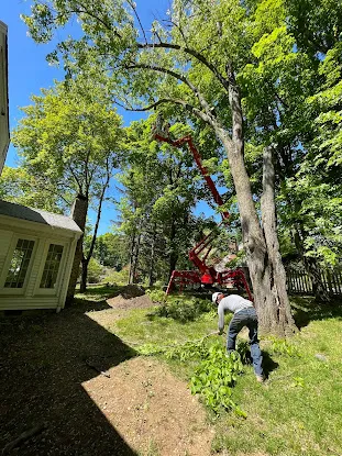 Monster Tree Service of Northern New Jersey