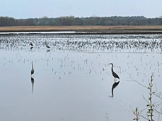Montezuma National Wildlife Refuge