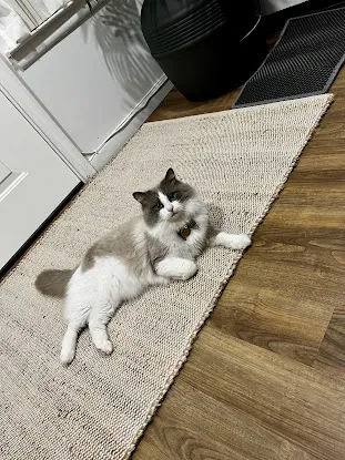 Moonlight Ragdoll Breeder