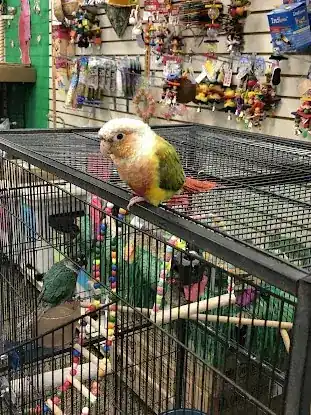 Morning Glory Birds