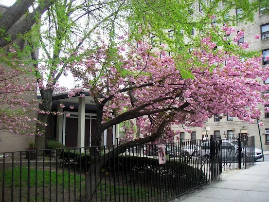 Mount Sinai Jewish Center