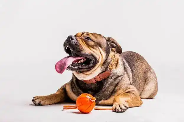 Mr. Boris Pup Concierge