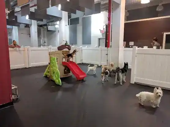 My Pets Wellness — Chelsea