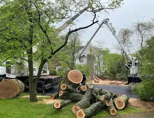 Neal's Tree Inc