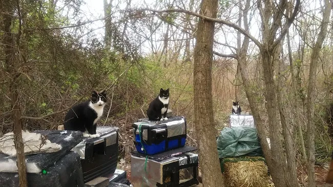 Neighborhood Cats Inc.