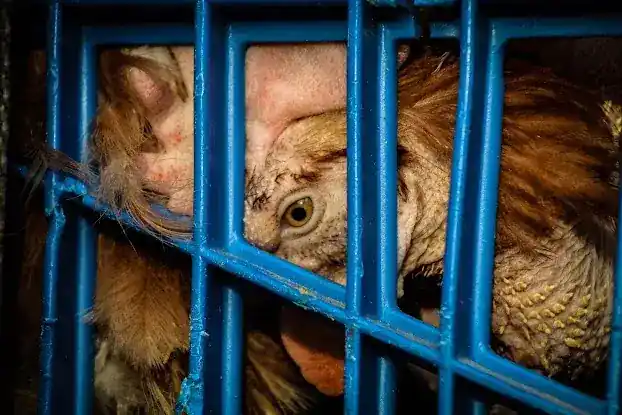 New Lee’s Live Poultry Market Inc