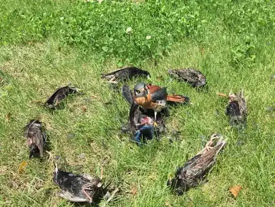 New York City Bird Abatement Pro