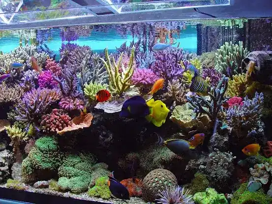 New York City Custom Aquarium & Ponds Service