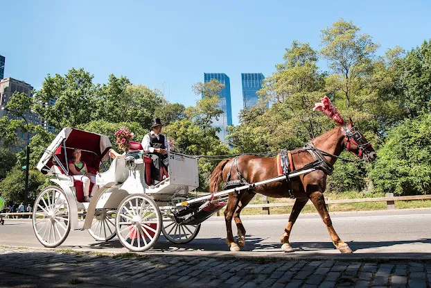 New York City Horse Carriages