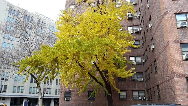New York City Housing Authority Chelsea/Elliot Community Center