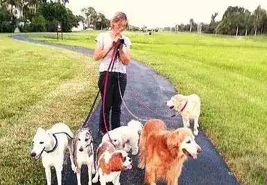 New York Dog Lovers - Dog Walker, Dog Sitting, Dog Training
