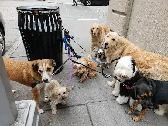 New York Dogs Rock!