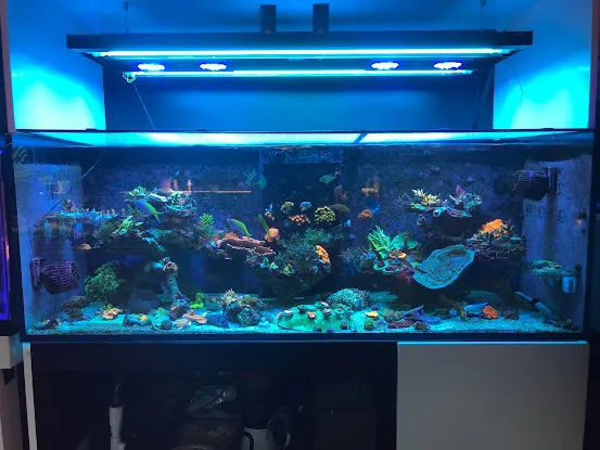 New York Reef Aquatic