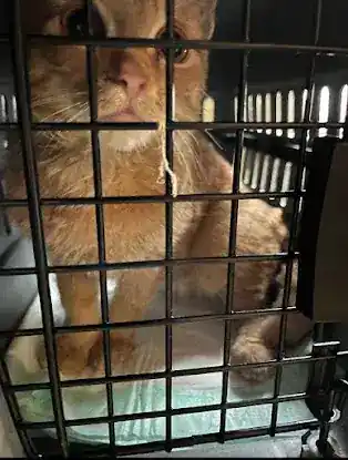 NewFriendsRescue Inc