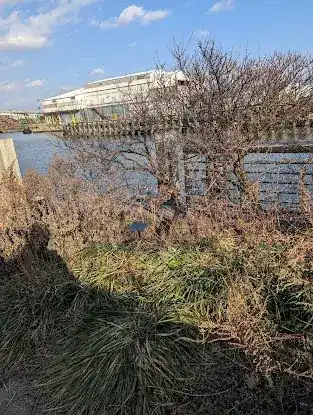 Newtown Creek Nature Walk
