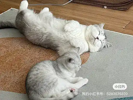 Nightynight Cattery