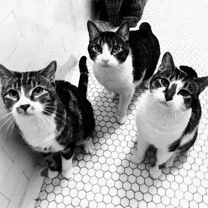 Noah's Arc Pet Care